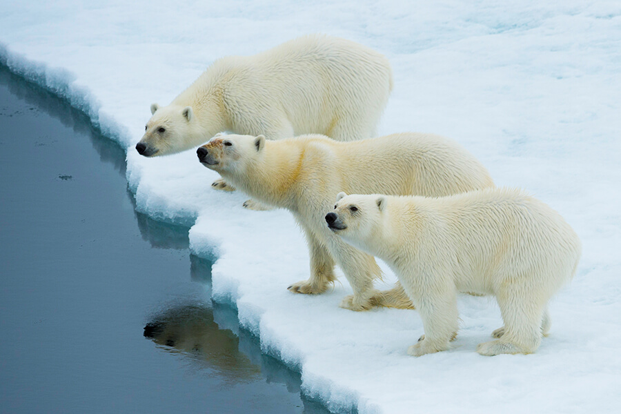 polar bears franz josef land cruise