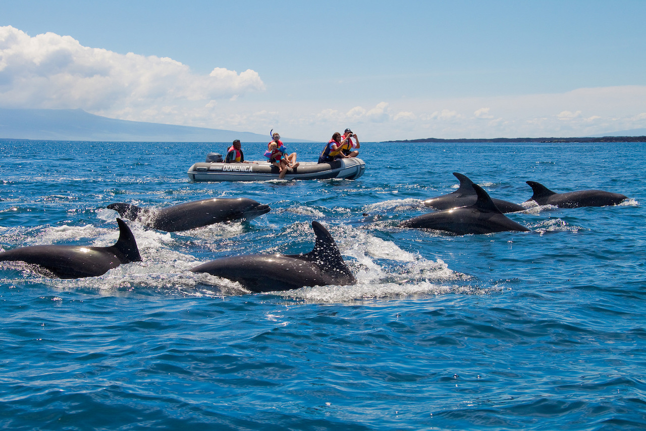 dolphin galapagos islands cruise