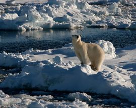 The Polar Bear Special Photo 2