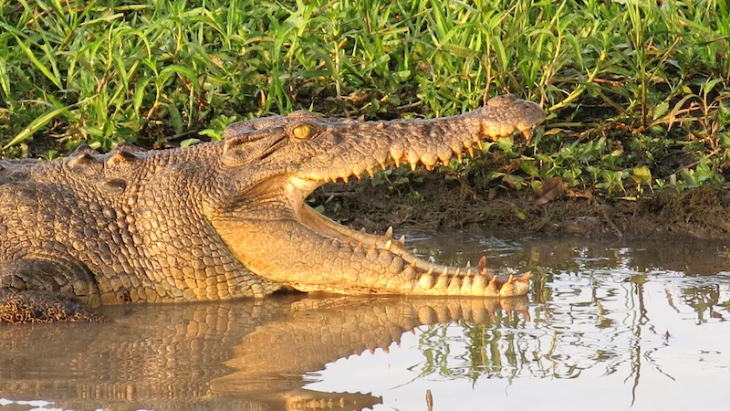 crocodile in the Kimberley