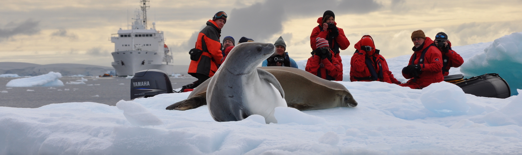 seals in Antarctica