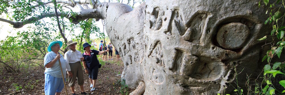 boab tree on kimberley cruise