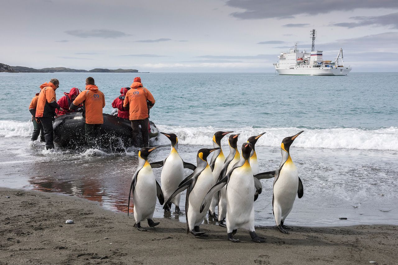 emperor penguins South Georgia