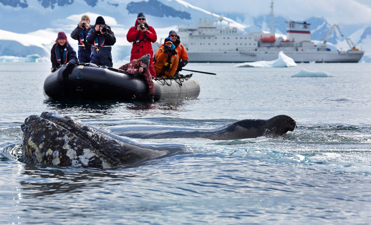 Akademik Ioffe Vavilov whale cruise One Ocean