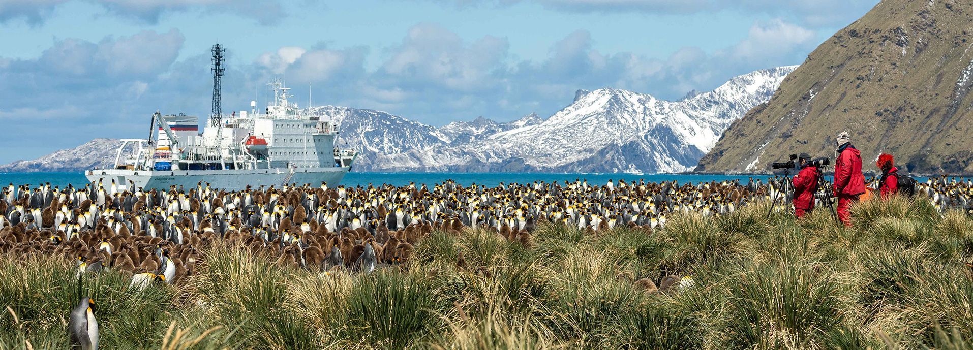 South Georgia penguins