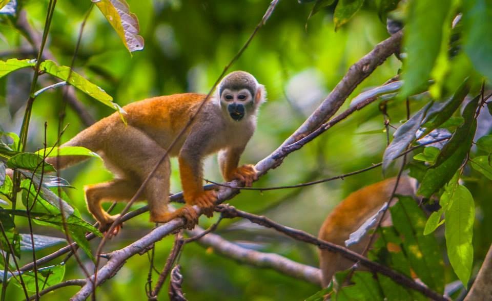 Amazon River Cruise monkey