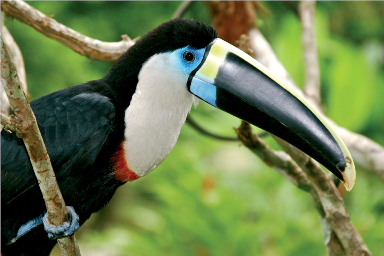 Tucan Amazon River cruise