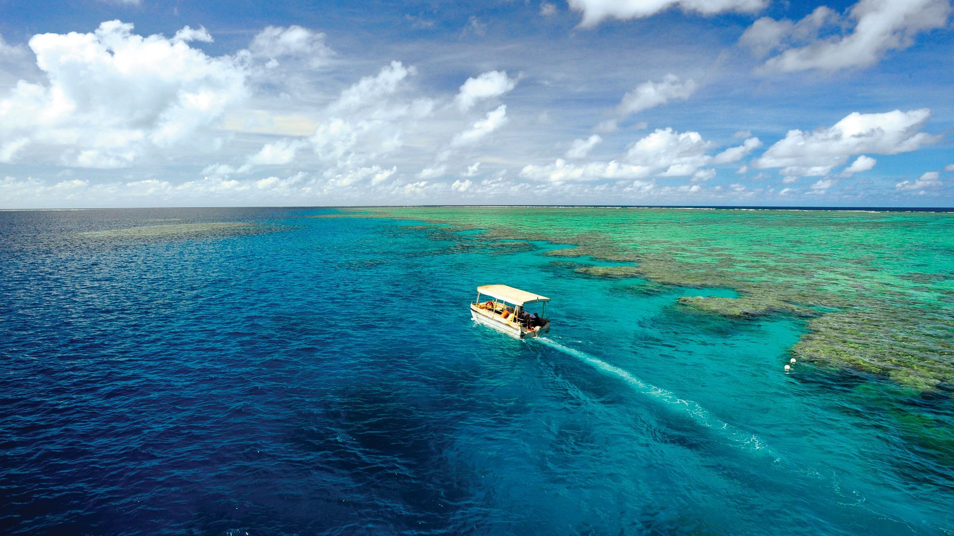 reef coral cruise
