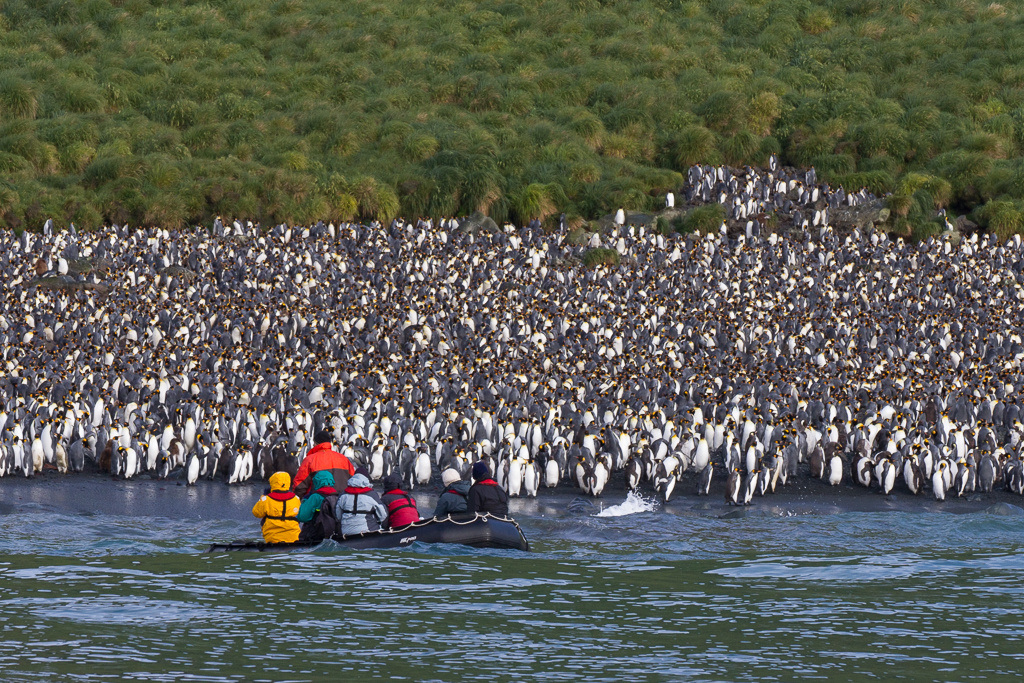 Spirit Enderby Penguins in Antarctica