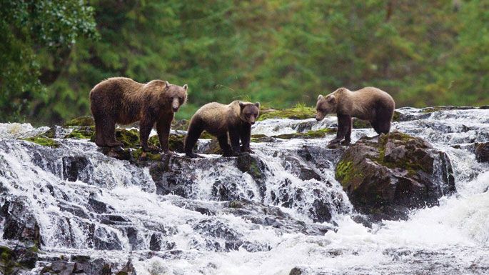 brown bears Alaska