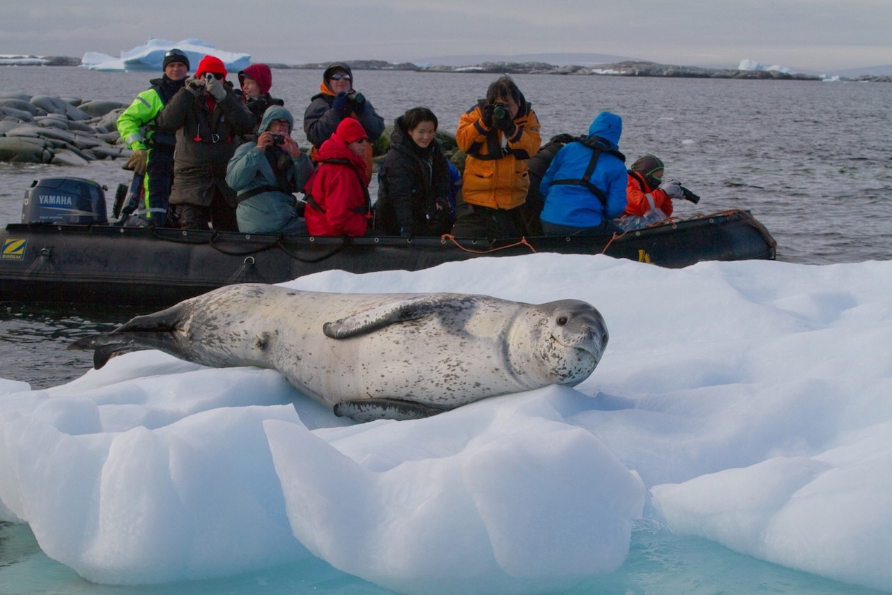 ortleius antarctica wildlife seal