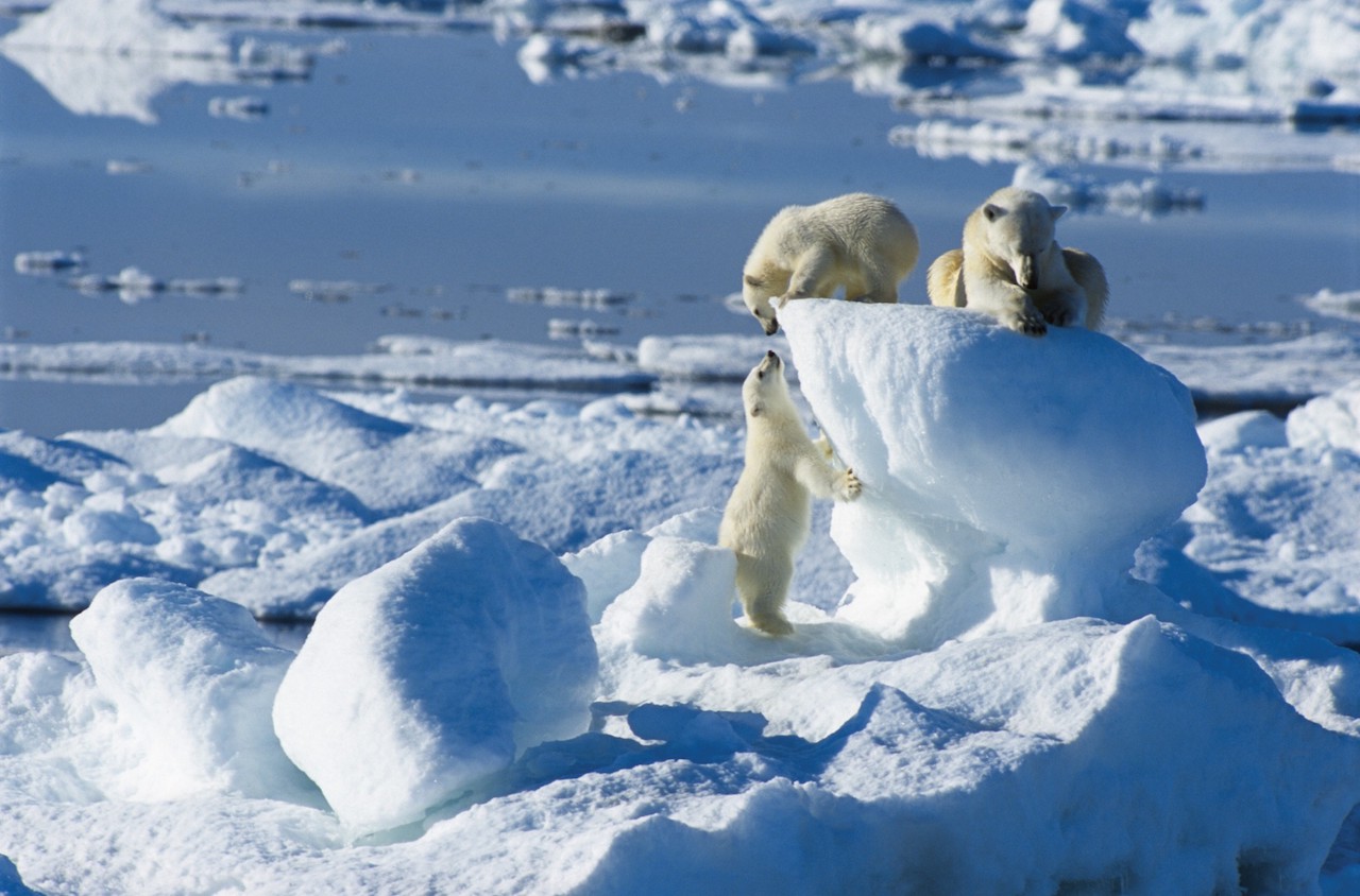 Polar bears aboard Plancius Spitsbergen Arctic