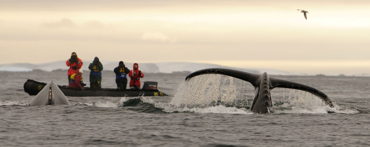 Aurora expeditions whale watching