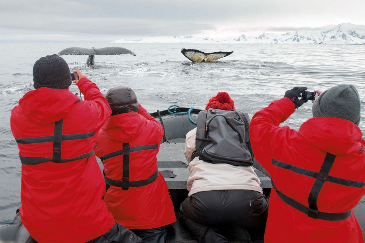 whale watching on antarctic cruise