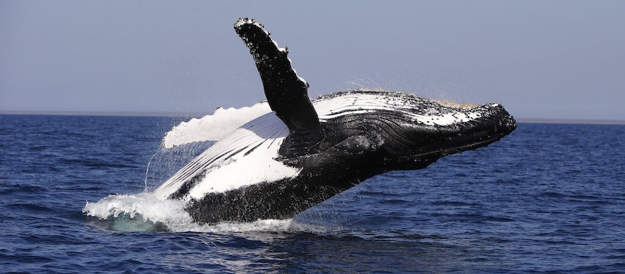 whale watching on a kimberley cruise