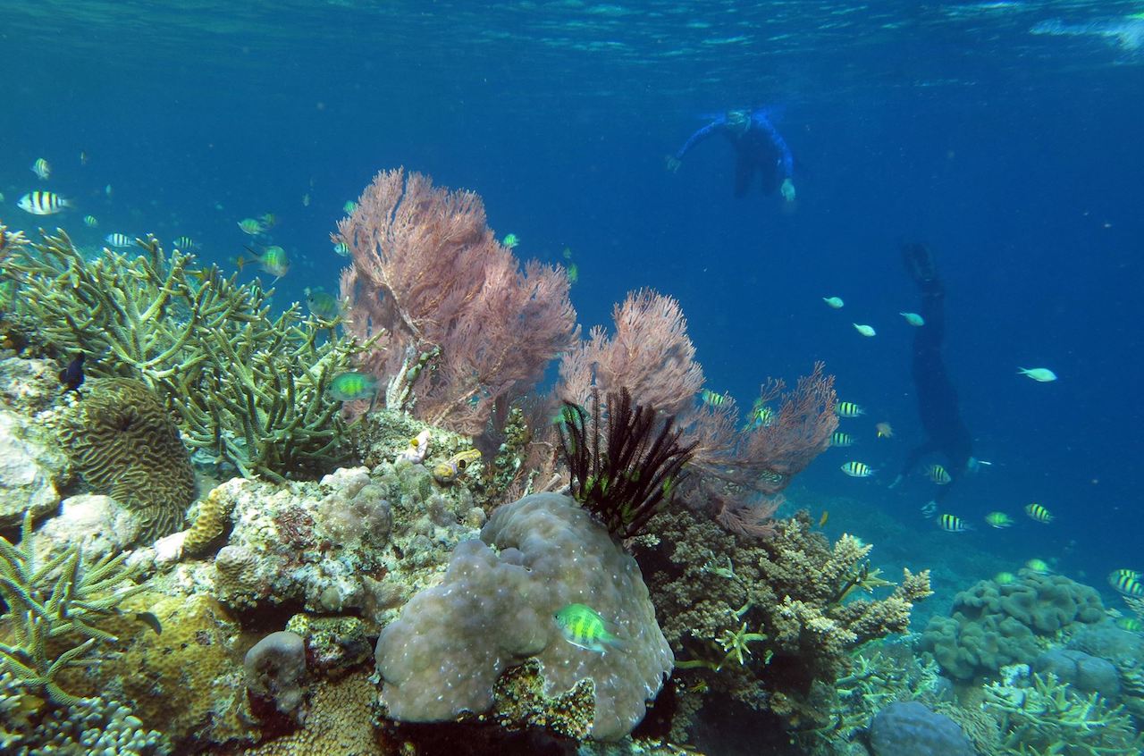 Snorkelling Raja Ampat in Indonesia