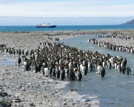 Falklands, South Georgia & The Polar Circle Photo 5