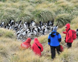 Falklands, South Georgia & The Polar Circle Photo 8