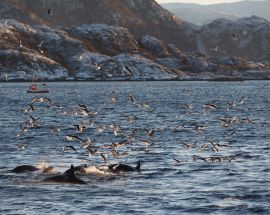North Norway Whale Safari & Aurora Borealis Photo 3