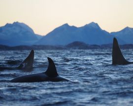 North Norway Whale Safari & Aurora Borealis Photo 4