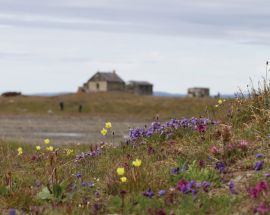 Wrangel Island: Across the Top of the World Photo 6