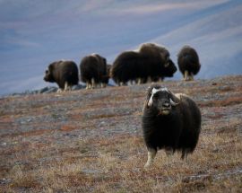 Wrangel Island: Across the Top of the World Photo 7