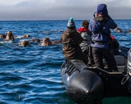 Wrangel Island: Across the Top of the World Photo 10