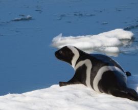 Russia's Sea of Okhotsk Photo 10