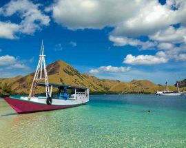 Whalesharks, Corals & Dragons from Bali Photo 7