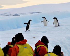 Wild Antarctica Photo 4
