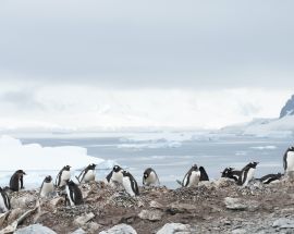 Ocean Victory's Complete Antarctica Photo 6
