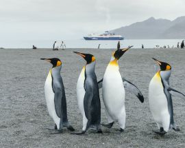 Ocean Victory's Complete Antarctica Photo 9