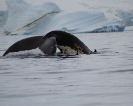 Antarctica Whale Watching Photo 3