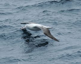 Antarctica Whale Watching Photo 7