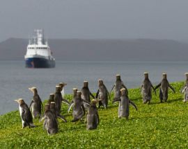 Macquarie Island: Galapagos of the Southern Ocean Photo 9