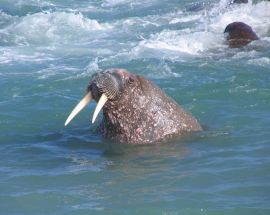 Russian Arctic & Franz Josef Land Photo 2