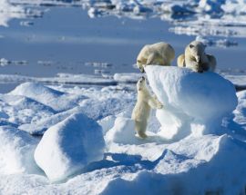 Russian Arctic & Franz Josef Land Photo 5