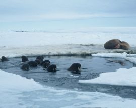 Russian Arctic & Franz Josef Land Photo 7