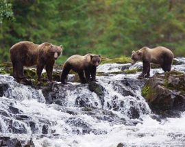 Treasures of the Inside Passage from Seattle Photo 5