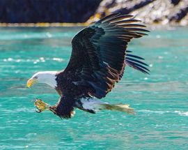 Treasures of the Inside Passage from Seattle Photo 11