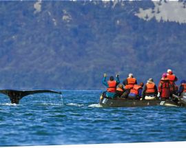 Treasures of the Inside Passage from Seattle Photo 13