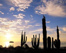 Baja California and the Sea of Cortez: Among the Great Whales Photo 2