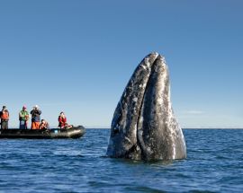 Baja California and the Sea of Cortez: Among the Great Whales Photo 3