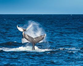 Baja California and the Sea of Cortez: Among the Great Whales Photo 6