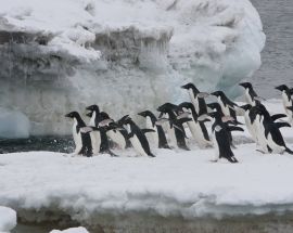 Beyond the Antarctic Circle - Wilkins Ice Shelf Photo 9