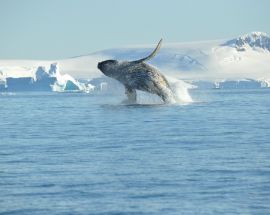 Beyond the Antarctic Circle - Wilkins Ice Shelf Photo 3