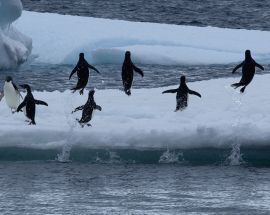 Across Antarctica from New Zealand to South America Photo 9
