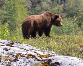 Alaska & Glacier Bay Adventure Photo 7