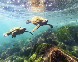 Beaches & Bays | Southern & Central Galapagos Photo 4