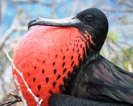 Beaches & Bays | Southern & Central Galapagos Photo 6